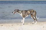 WHIPPET 317
